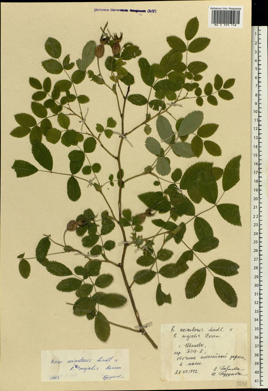 Rosa acicularis Lindl., Eastern Europe, Central forest region (E5) (Russia)