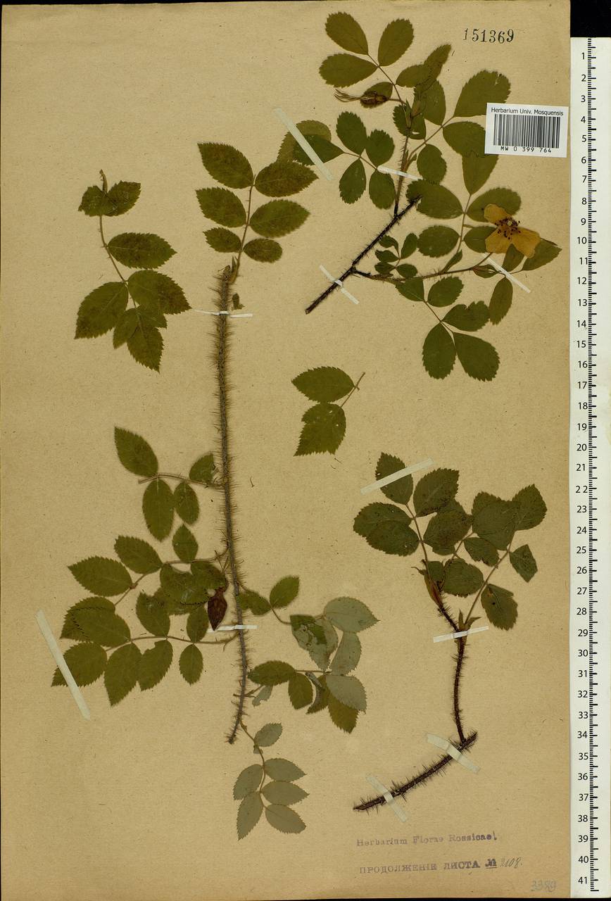 Rosa acicularis Lindl., Eastern Europe, Eastern region (E10) (Russia)