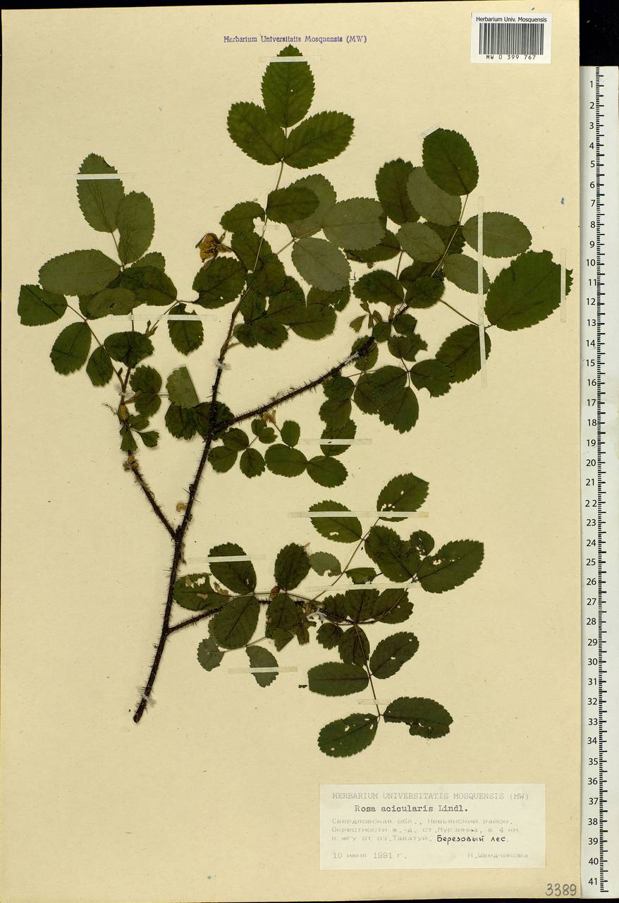 Rosa acicularis Lindl., Eastern Europe, Eastern region (E10) (Russia)