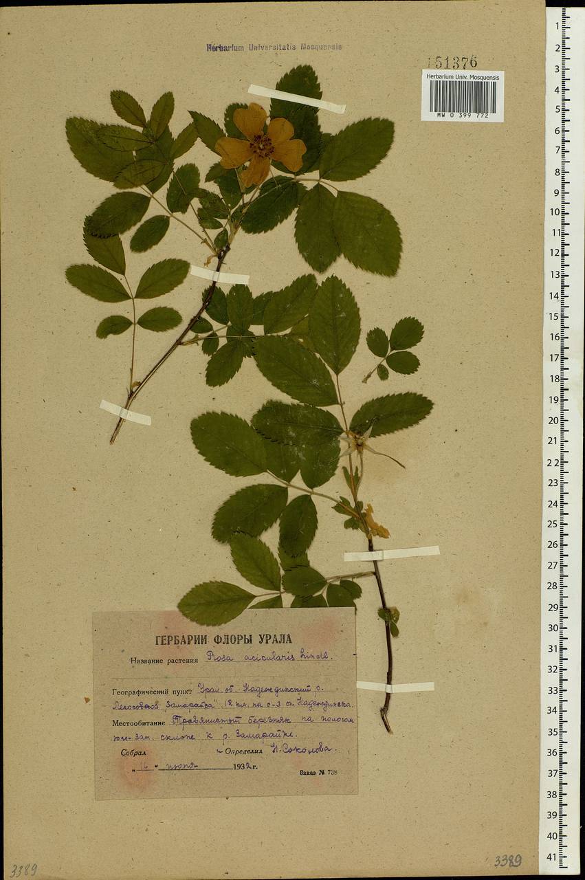 Rosa acicularis Lindl., Eastern Europe, Eastern region (E10) (Russia)