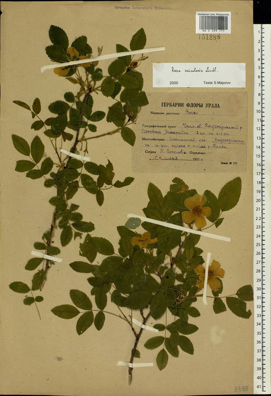 Rosa acicularis Lindl., Eastern Europe, Eastern region (E10) (Russia)