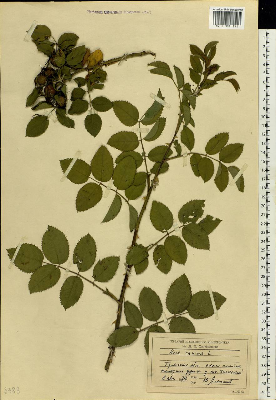 Rosa canina L., Eastern Europe, Central region (E4) (Russia)