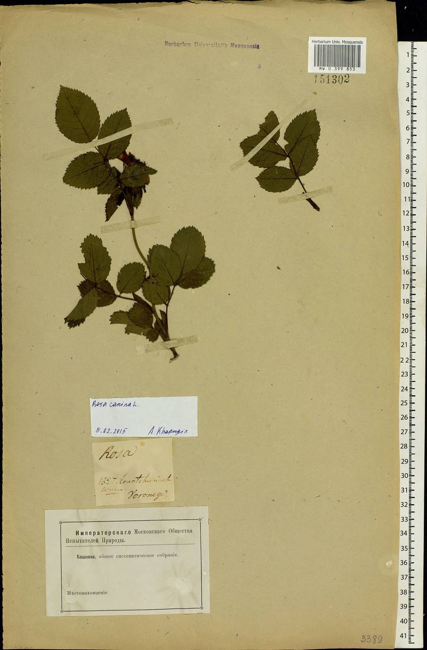 Rosa canina L., Eastern Europe, Central forest-and-steppe region (E6) (Russia)