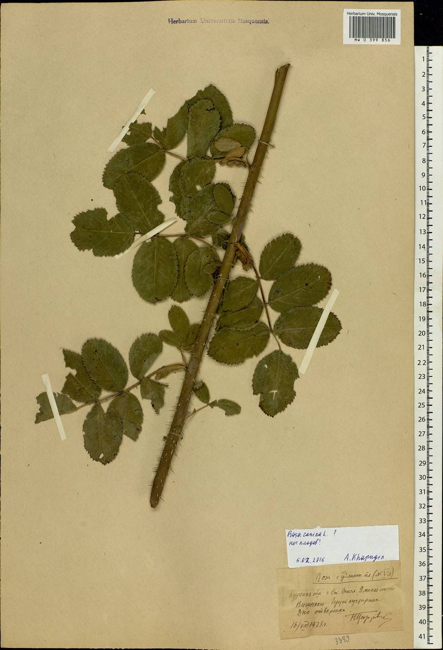 Rosa canina L., Eastern Europe, Central forest-and-steppe region (E6) (Russia)