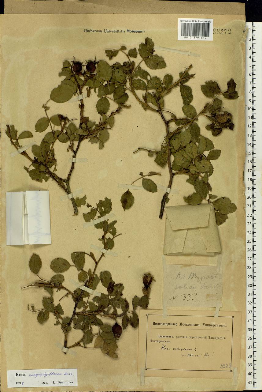 Rosa caryophyllacea Besser, Eastern Europe, Rostov Oblast (E12a) (Russia)