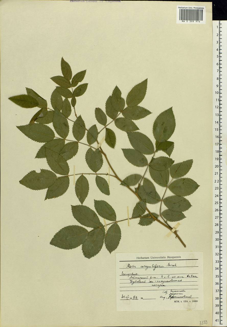 Rosa corymbifera Borkh., Eastern Europe, Moldova (E13a) (Moldova)