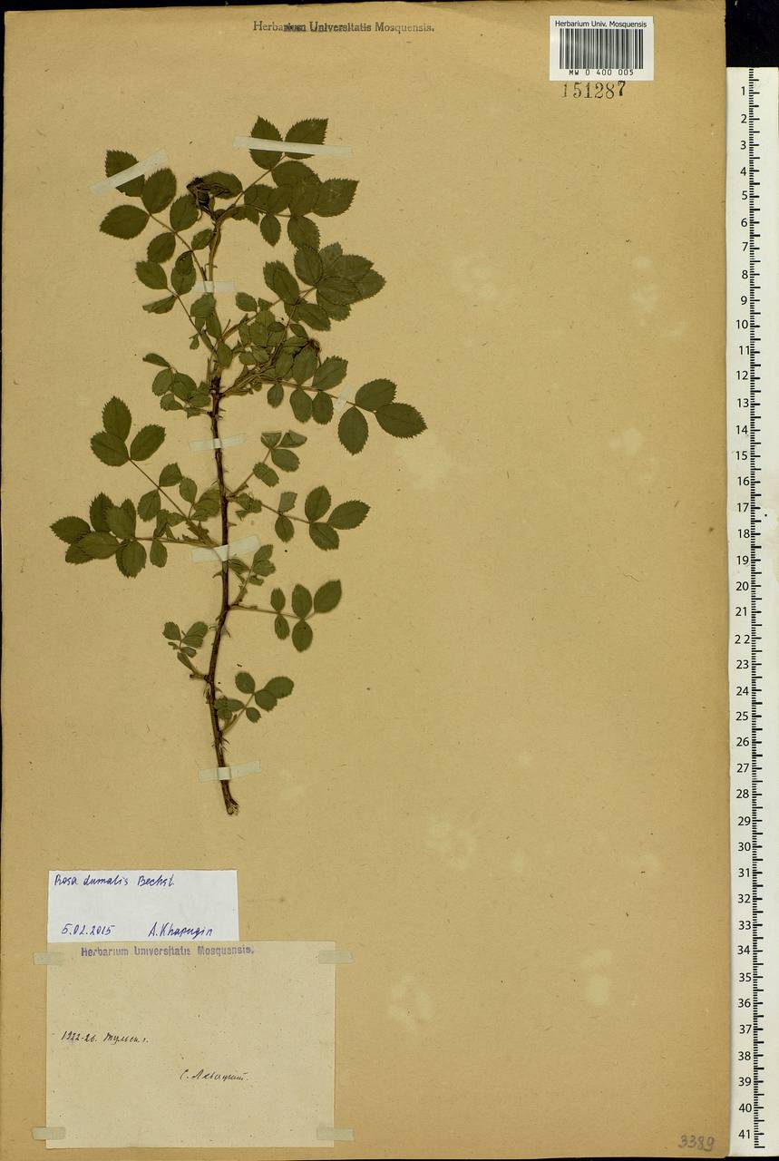 Rosa dumalis Bechst., Eastern Europe, Central region (E4) (Russia)