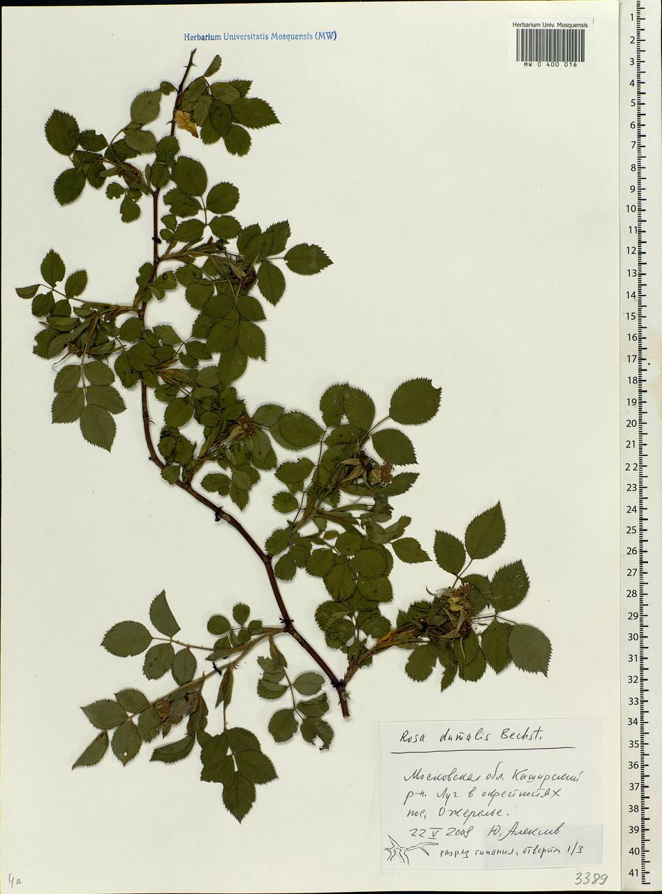 Rosa dumalis Bechst., Eastern Europe, Moscow region (E4a) (Russia)