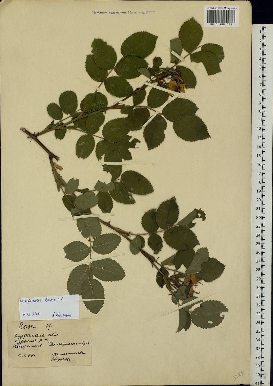 Rosa dumalis Bechst., Eastern Europe, Central forest-and-steppe region (E6) (Russia)