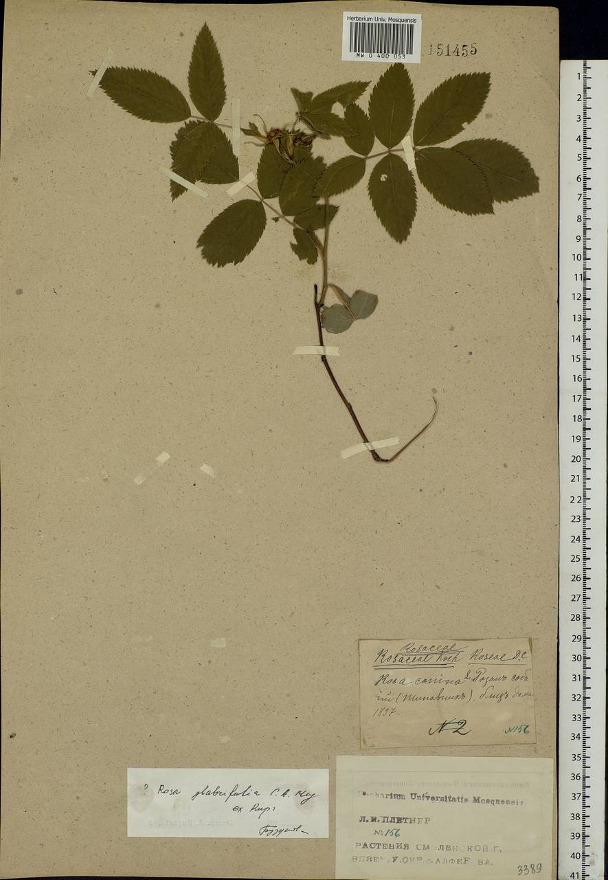 Rosa glabrifolia C. A. Mey. ex Rupr., Eastern Europe, Western region (E3) (Russia)