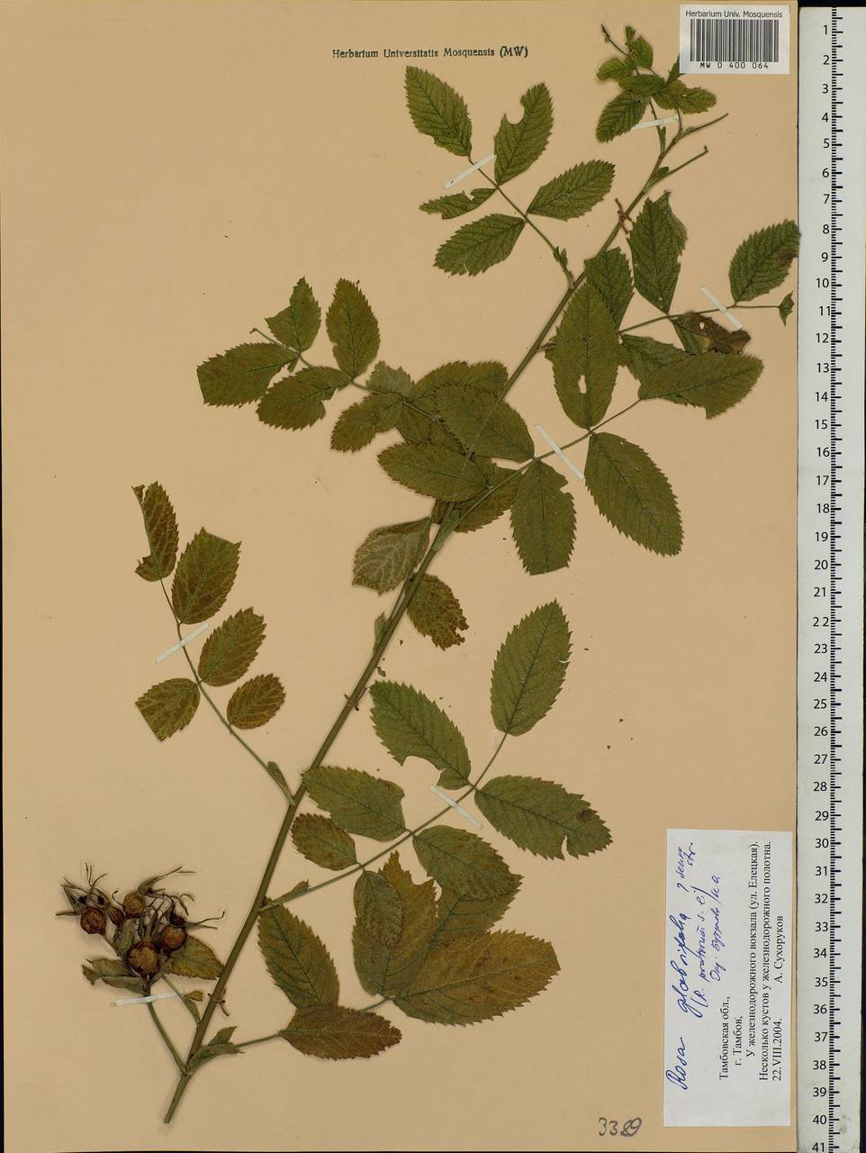 Rosa glabrifolia C. A. Mey. ex Rupr., Eastern Europe, Central forest-and-steppe region (E6) (Russia)
