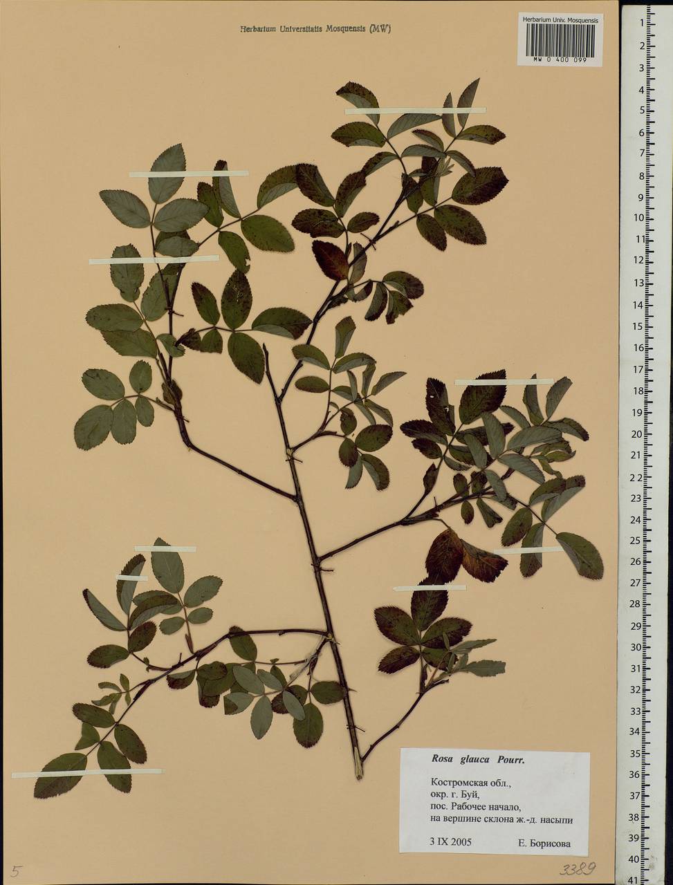 Rosa glauca Pourr., Eastern Europe, Central forest region (E5) (Russia)