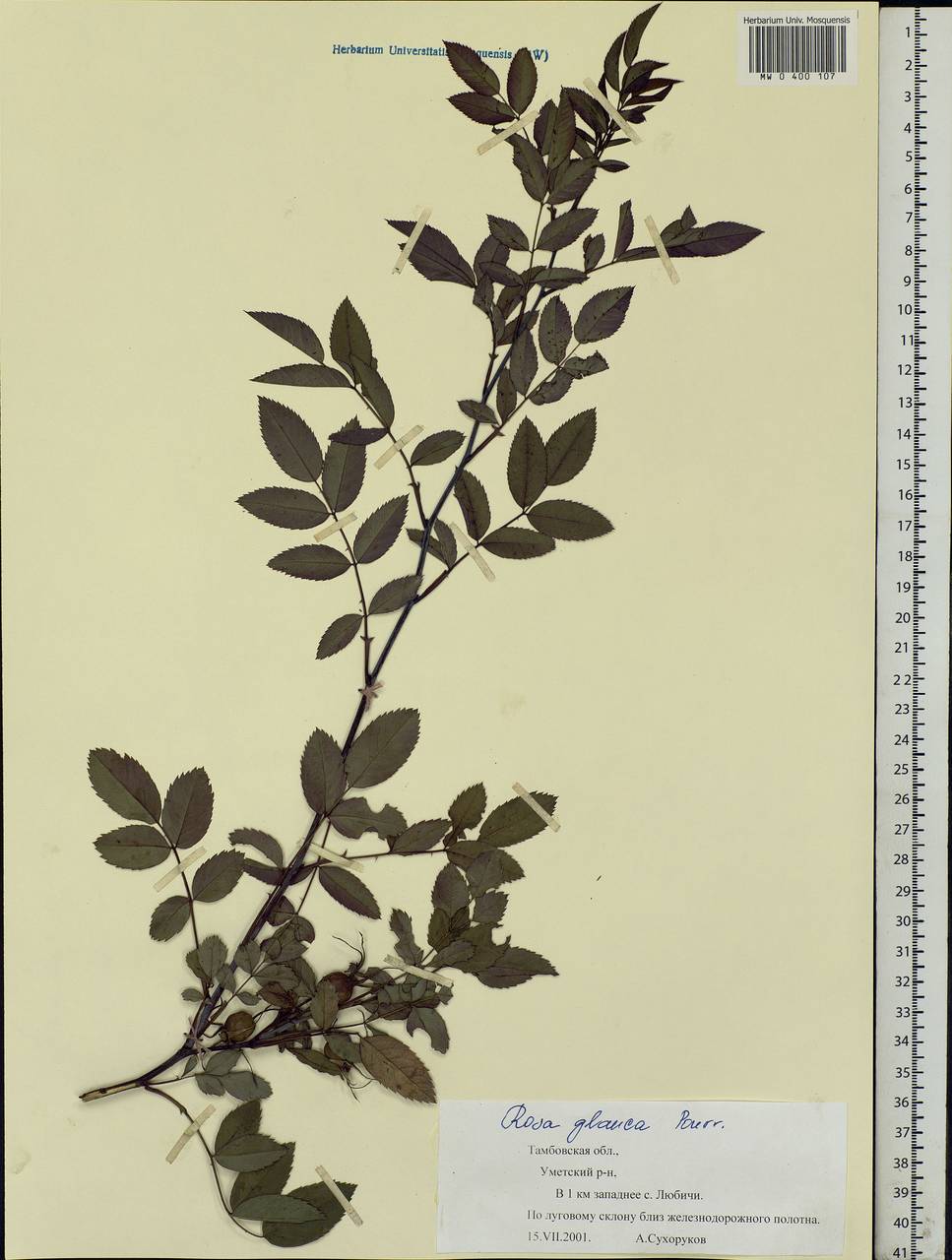 Rosa glauca Pourr., Eastern Europe, Central forest-and-steppe region (E6) (Russia)