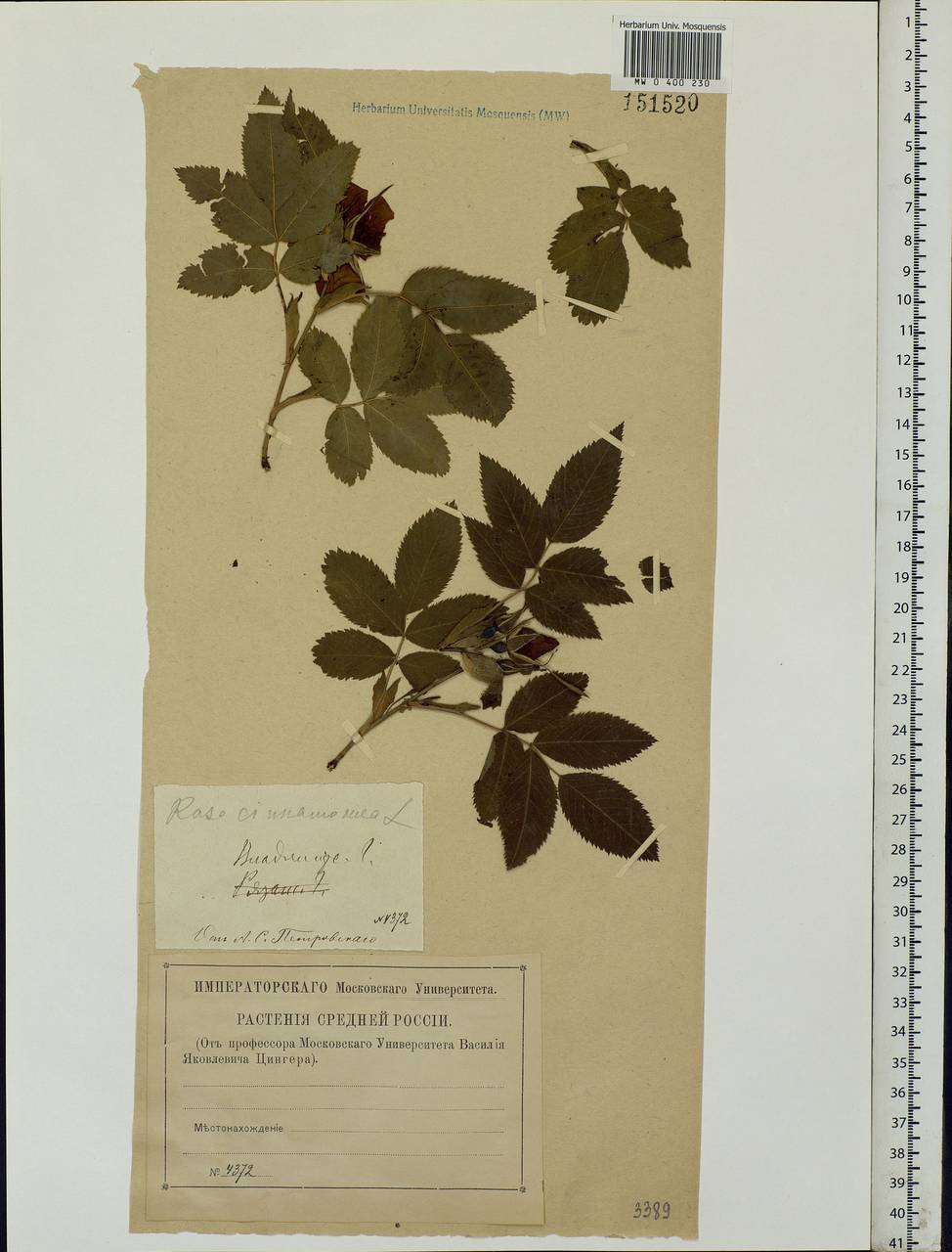 Rosa majalis Herrm., Eastern Europe, Central region (E4) (Russia)