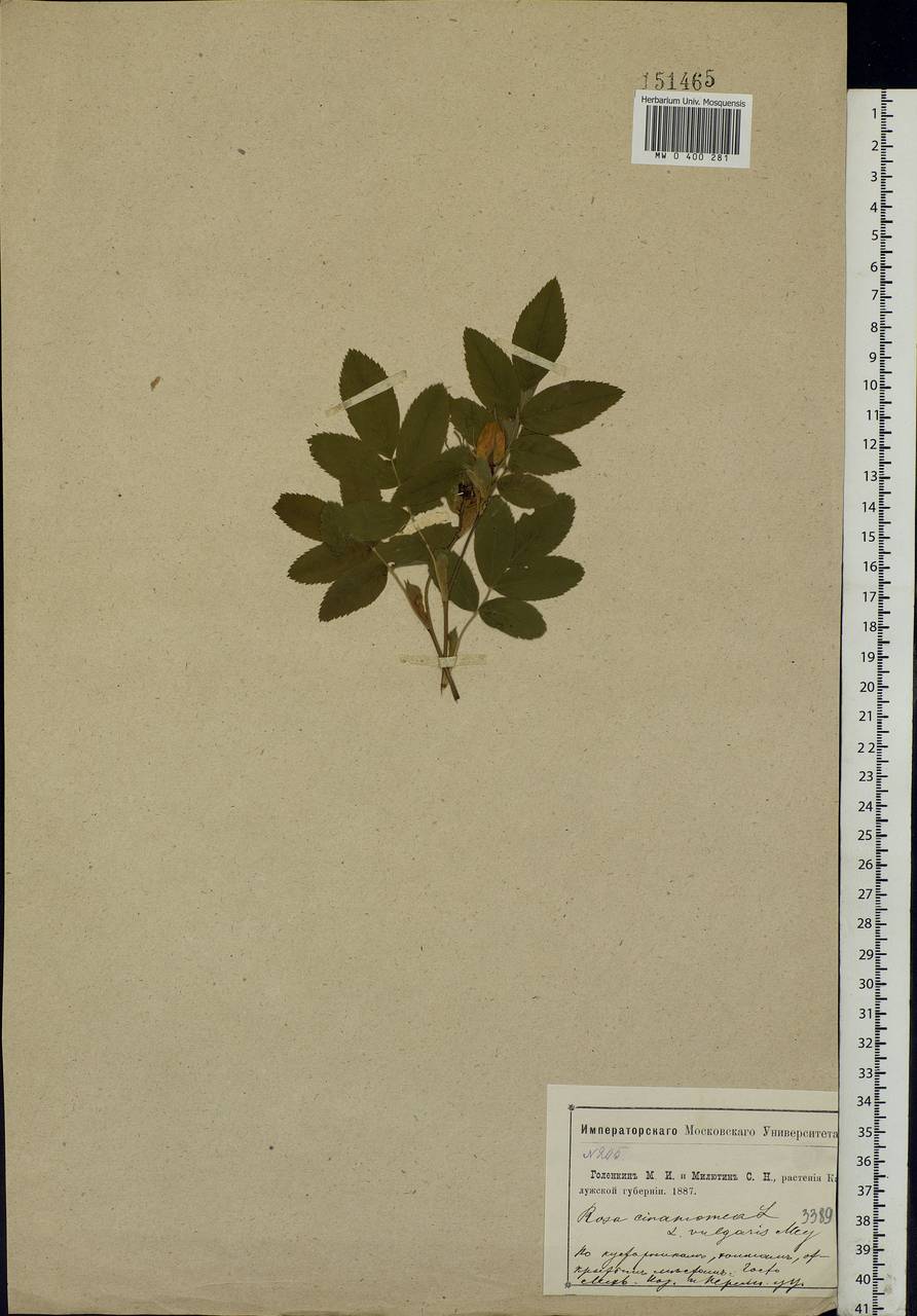 Rosa majalis Herrm., Eastern Europe, Central region (E4) (Russia)