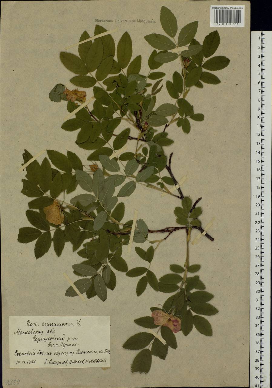 Rosa majalis Herrm., Eastern Europe, Moscow region (E4a) (Russia)