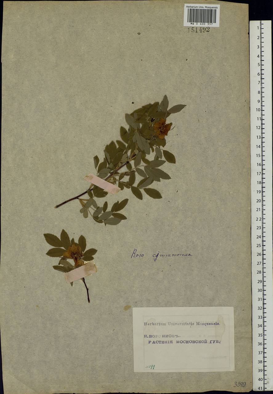 Rosa majalis Herrm., Eastern Europe, Moscow region (E4a) (Russia)