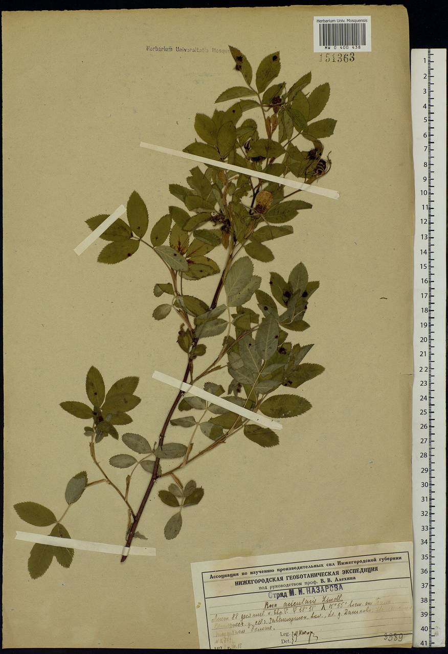 Rosa majalis Herrm., Eastern Europe, Central forest region (E5) (Russia)