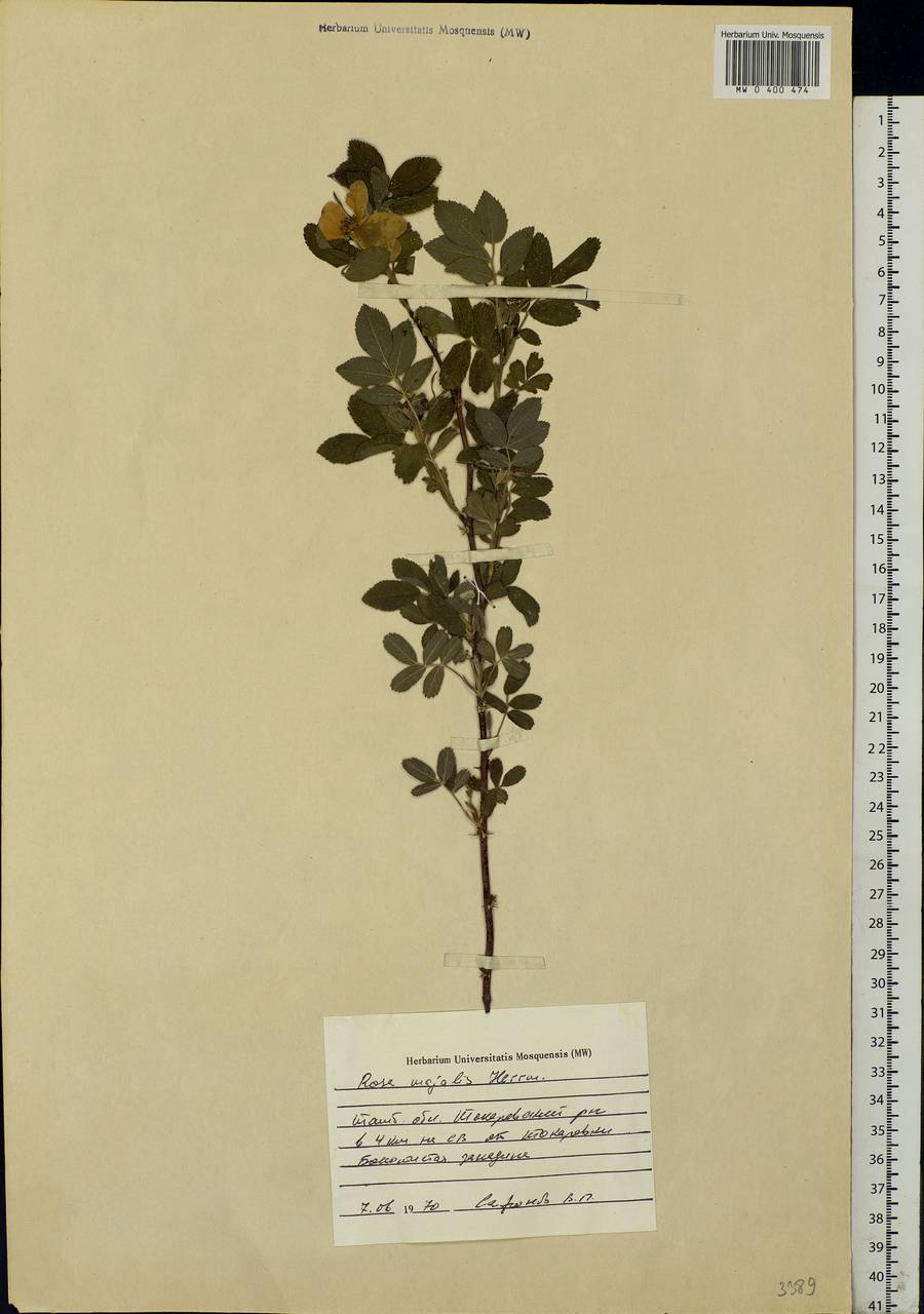 Rosa majalis Herrm., Eastern Europe, Central forest-and-steppe region (E6) (Russia)