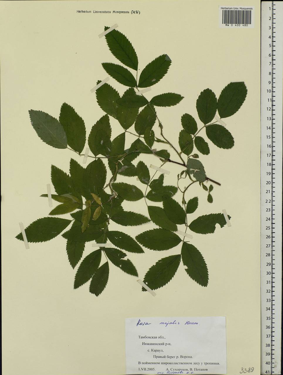 Rosa majalis Herrm., Eastern Europe, Central forest-and-steppe region (E6) (Russia)