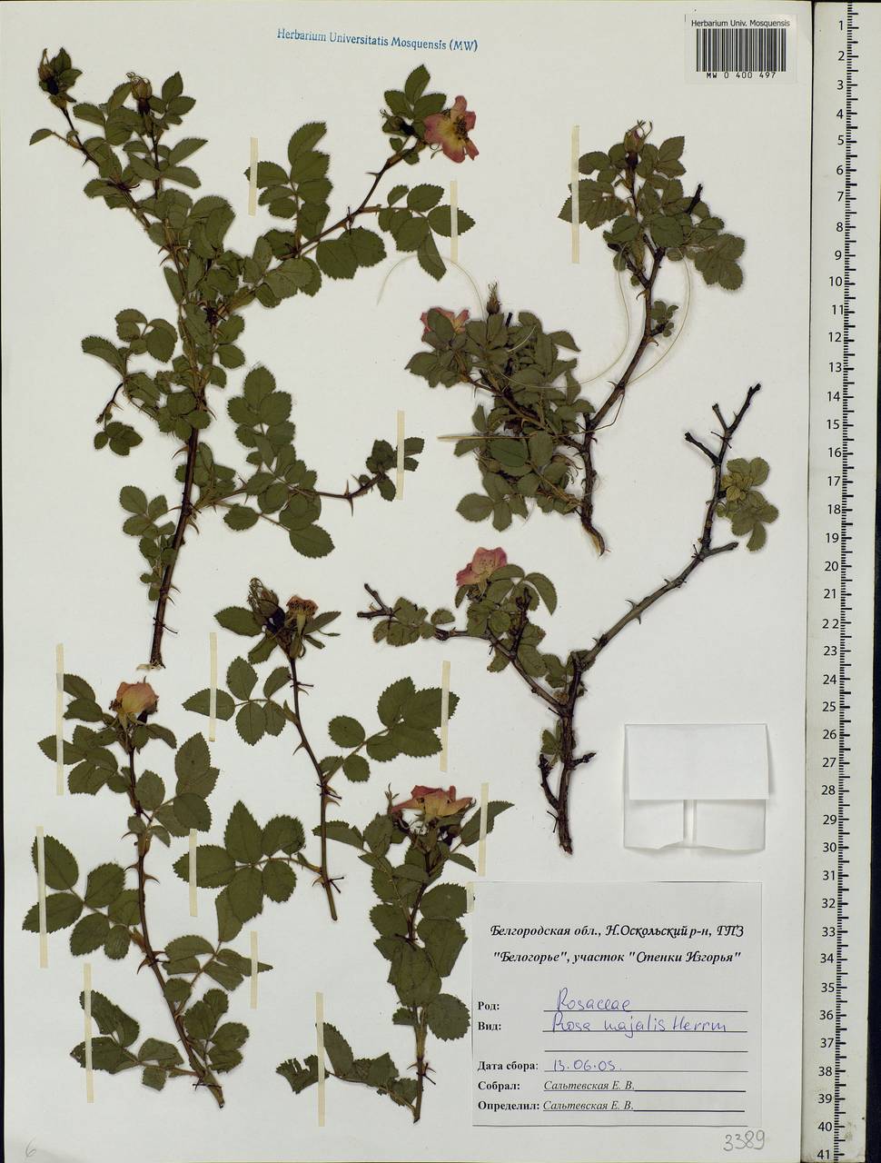 Rosa majalis Herrm., Eastern Europe, Central forest-and-steppe region (E6) (Russia)