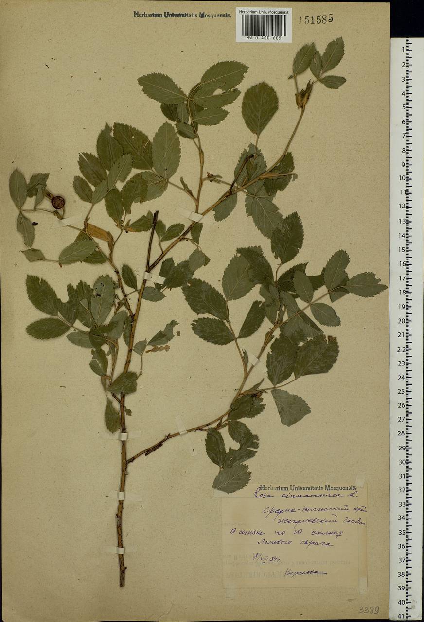 Rosa majalis Herrm., Eastern Europe, Middle Volga region (E8) (Russia)