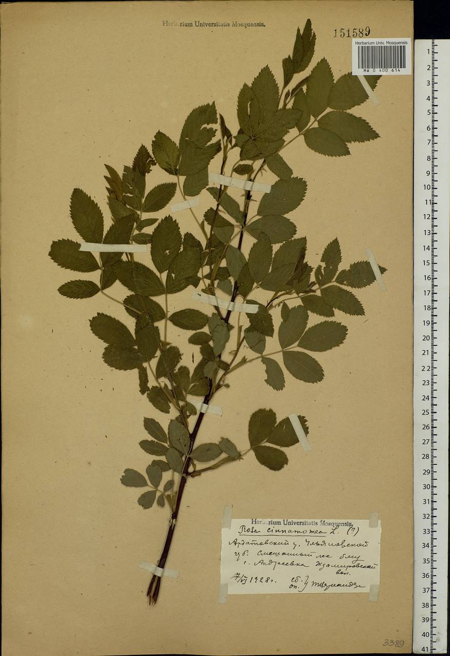 Rosa majalis Herrm., Eastern Europe, Middle Volga region (E8) (Russia)