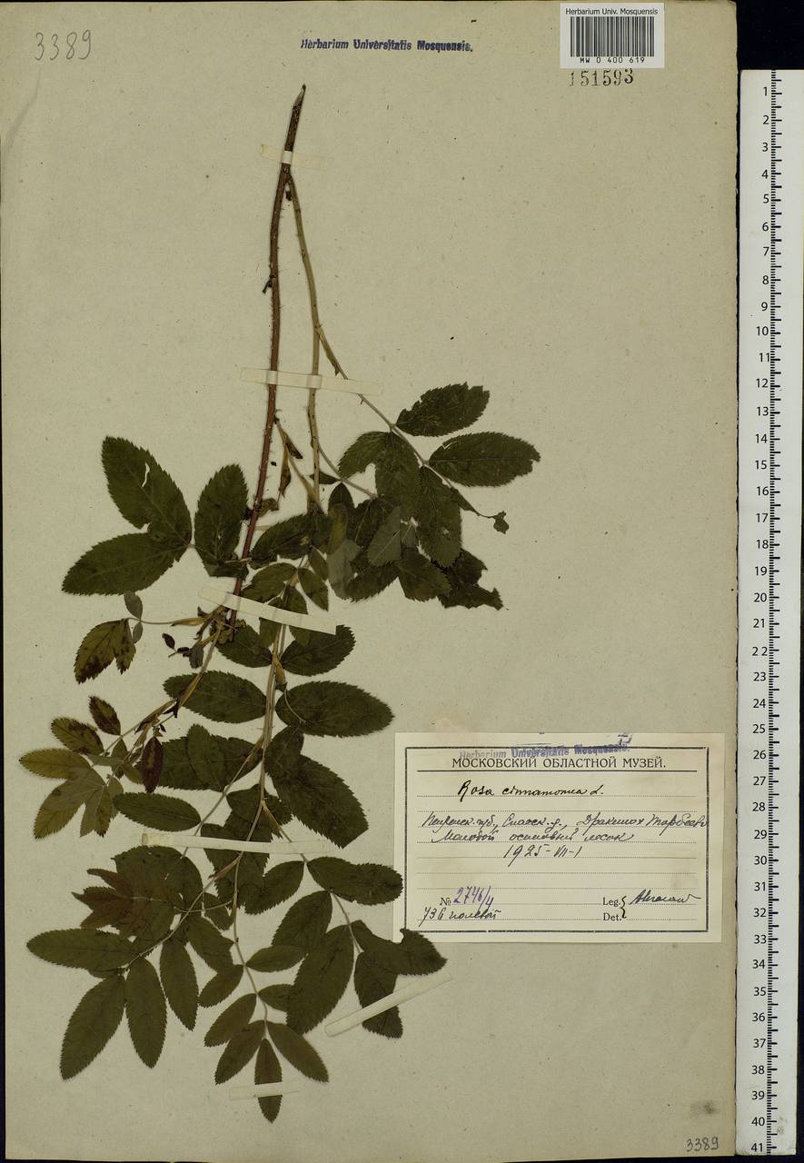 Rosa majalis Herrm., Eastern Europe, Middle Volga region (E8) (Russia)