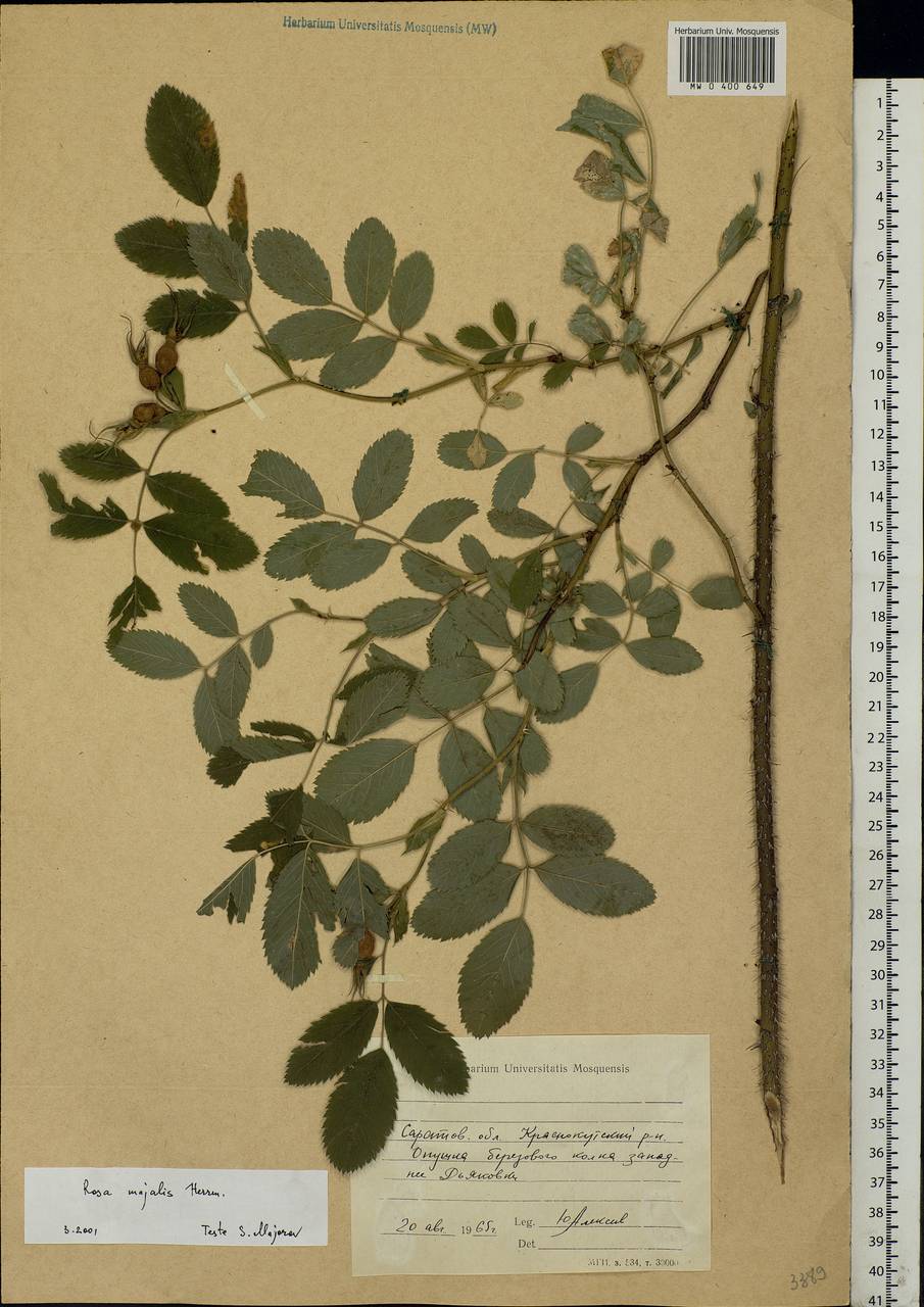 Rosa majalis Herrm., Eastern Europe, Lower Volga region (E9) (Russia)