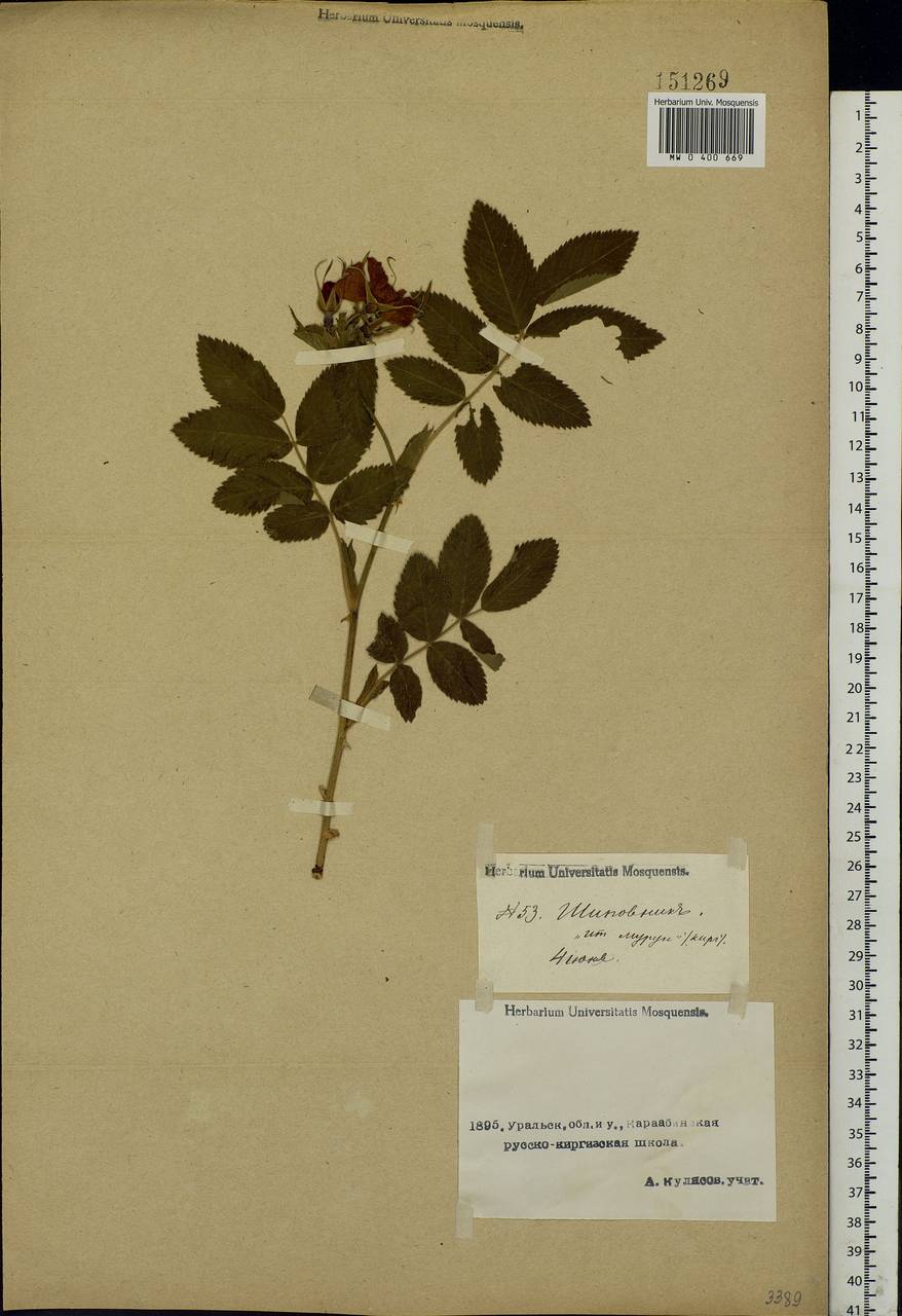Rosa majalis Herrm., Middle Asia, Caspian Ustyurt & Northern Aralia (M8) (Kazakhstan)