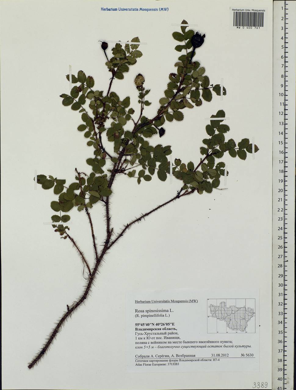 Rosa spinosissima L., Eastern Europe, Central region (E4) (Russia)