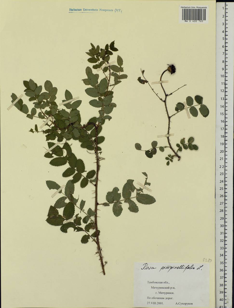 Rosa spinosissima L., Eastern Europe, Central forest-and-steppe region (E6) (Russia)