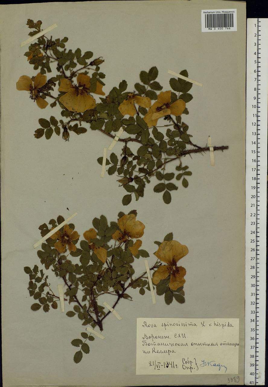 Rosa spinosissima L., Eastern Europe, Central forest-and-steppe region (E6) (Russia)