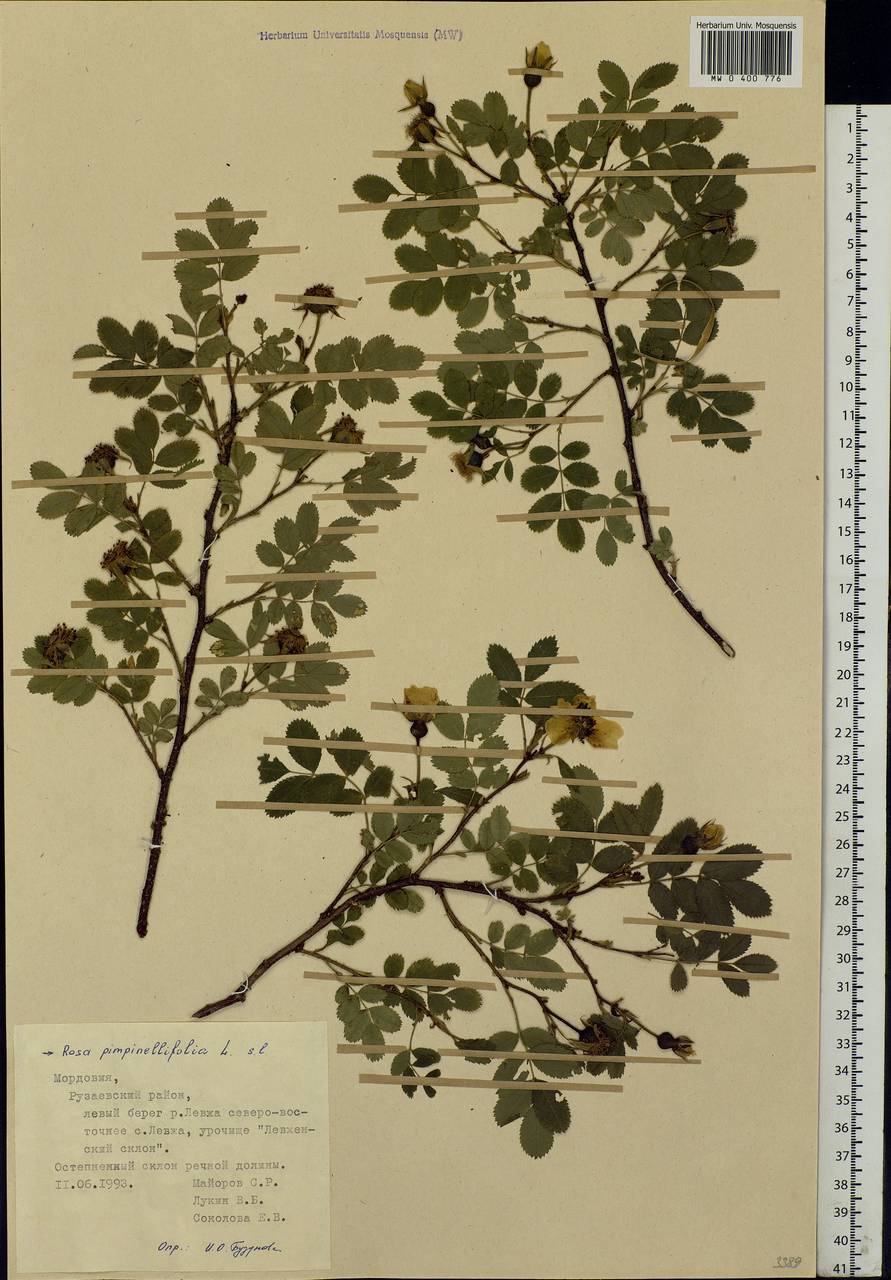 Rosa spinosissima L., Eastern Europe, Middle Volga region (E8) (Russia)