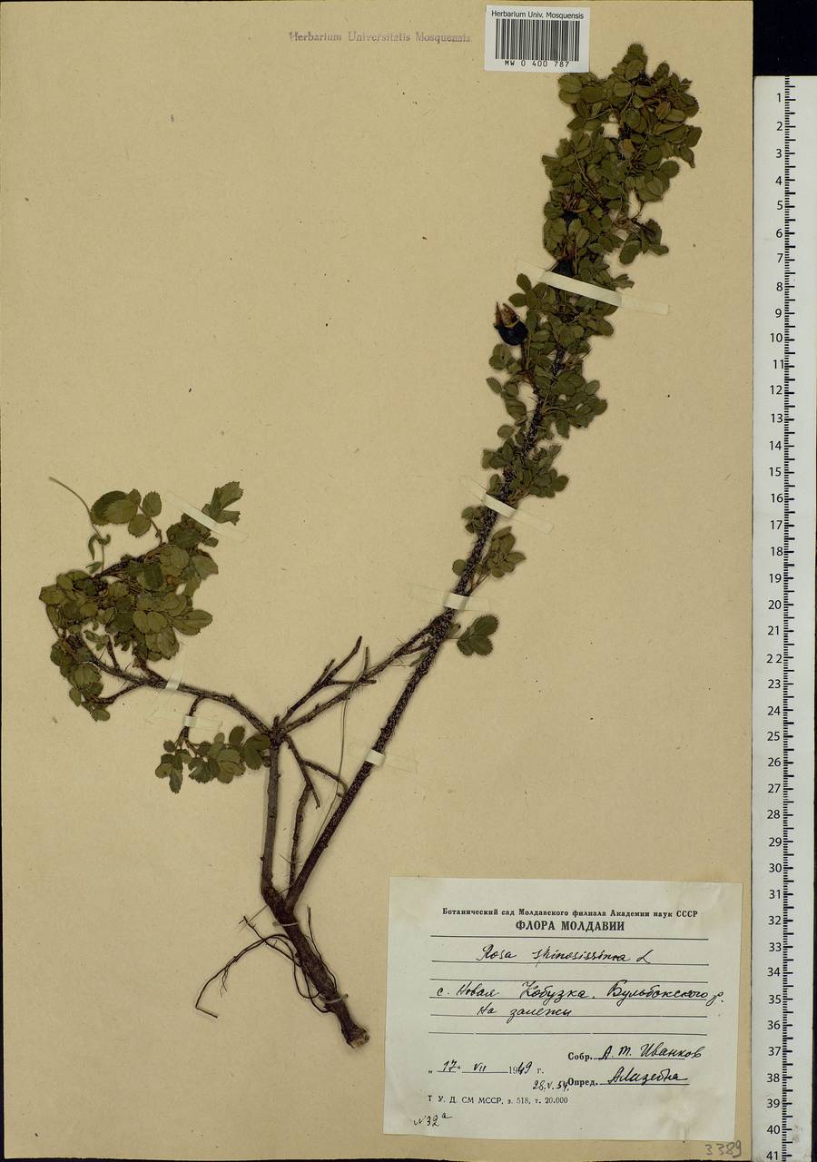 Rosa spinosissima L., Eastern Europe, Moldova (E13a) (Moldova)
