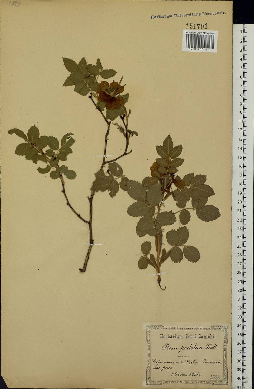 Rosa tomentosa Sm., Eastern Europe, North Ukrainian region (E11) (Ukraine)