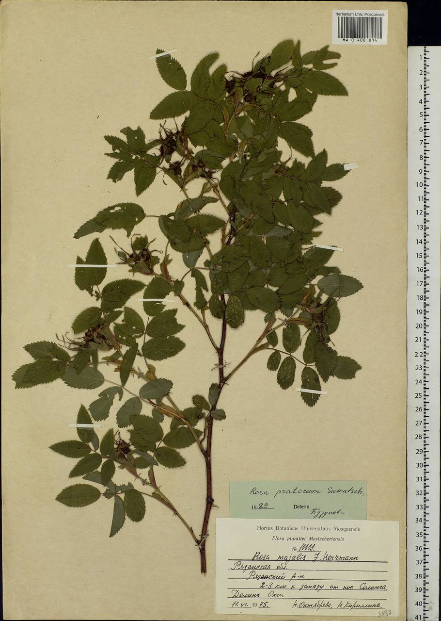 Rosa glabrifolia C. A. Mey. ex Rupr., Eastern Europe, Central region (E4) (Russia)