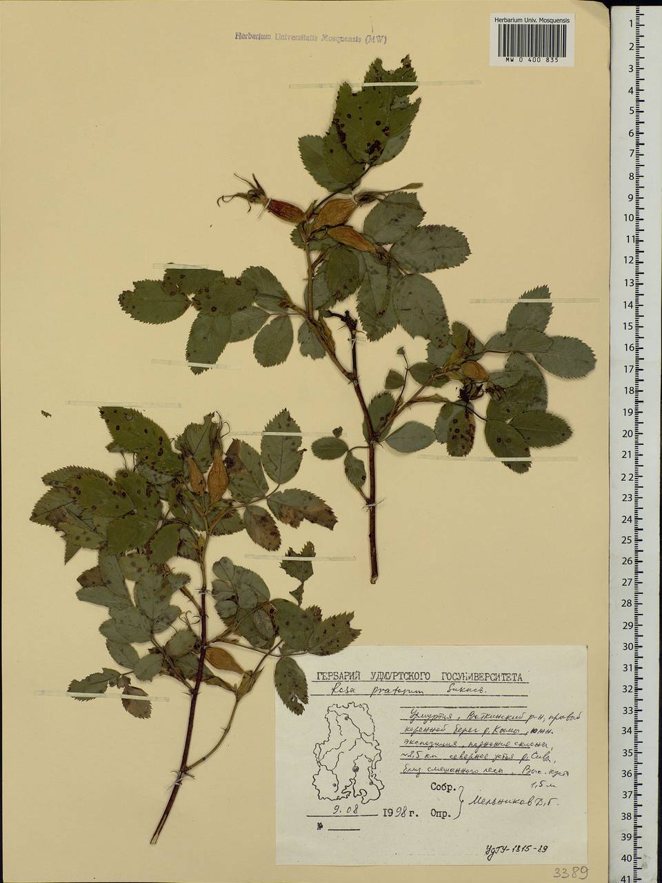 Rosa glabrifolia C. A. Mey. ex Rupr., Eastern Europe, Volga-Kama region (E7) (Russia)