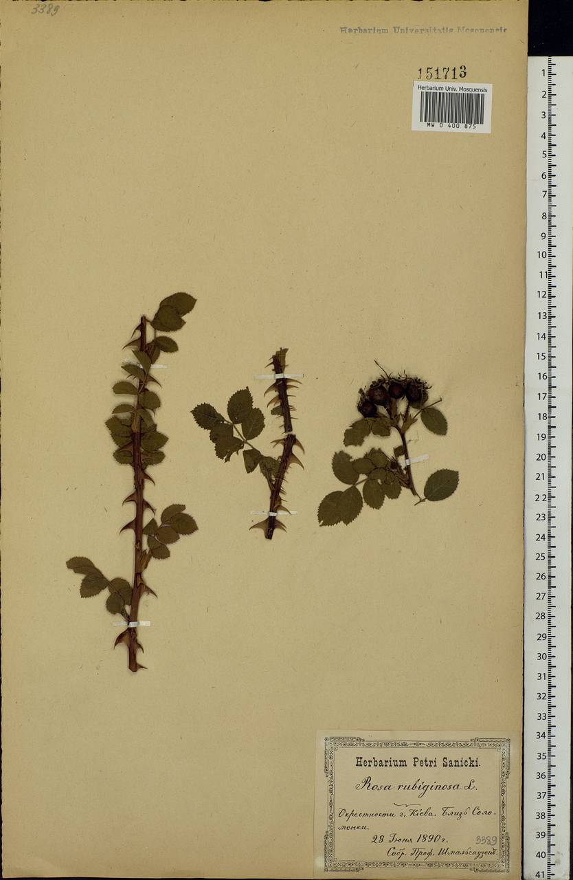 Rosa rubiginosa L., Eastern Europe, North Ukrainian region (E11) (Ukraine)