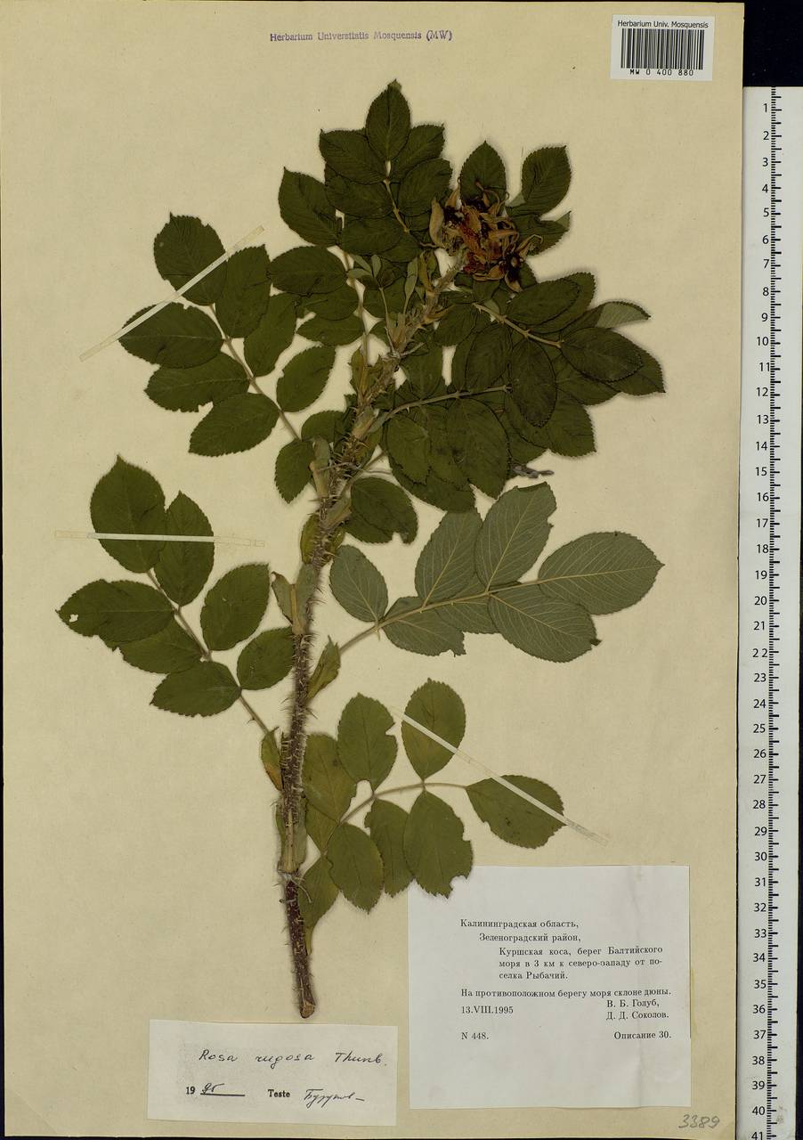 Rosa rugosa Thunb., Eastern Europe, North-Western region (E2) (Russia)