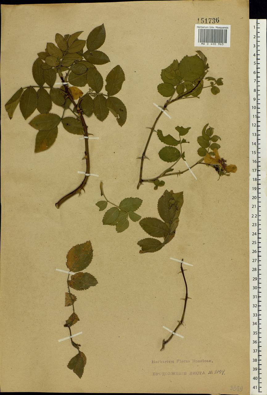 Rosa tomentosa Sm., Eastern Europe, North Ukrainian region (E11) (Ukraine)
