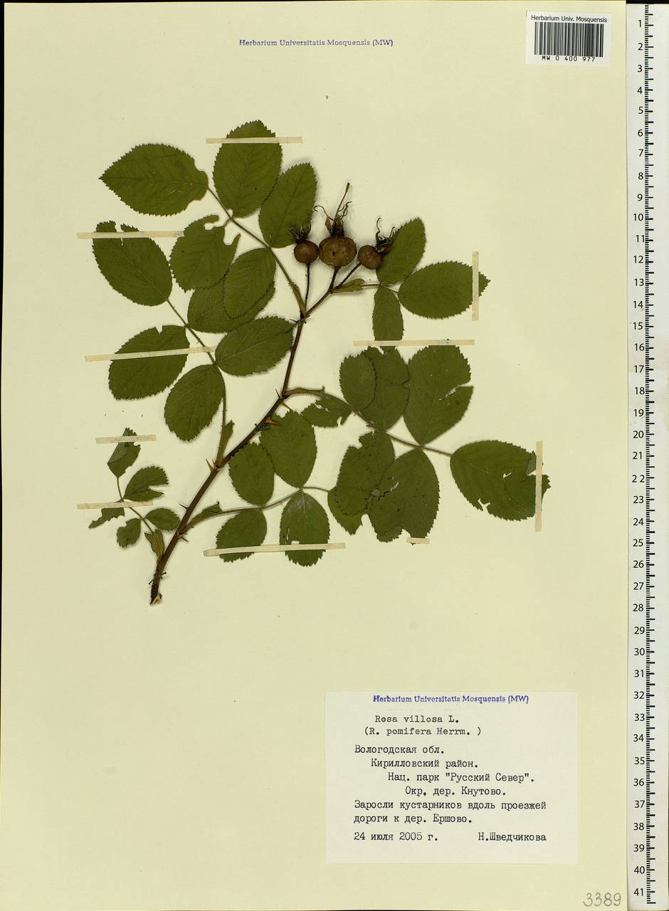 Rosa villosa L., Eastern Europe, Northern region (E1) (Russia)