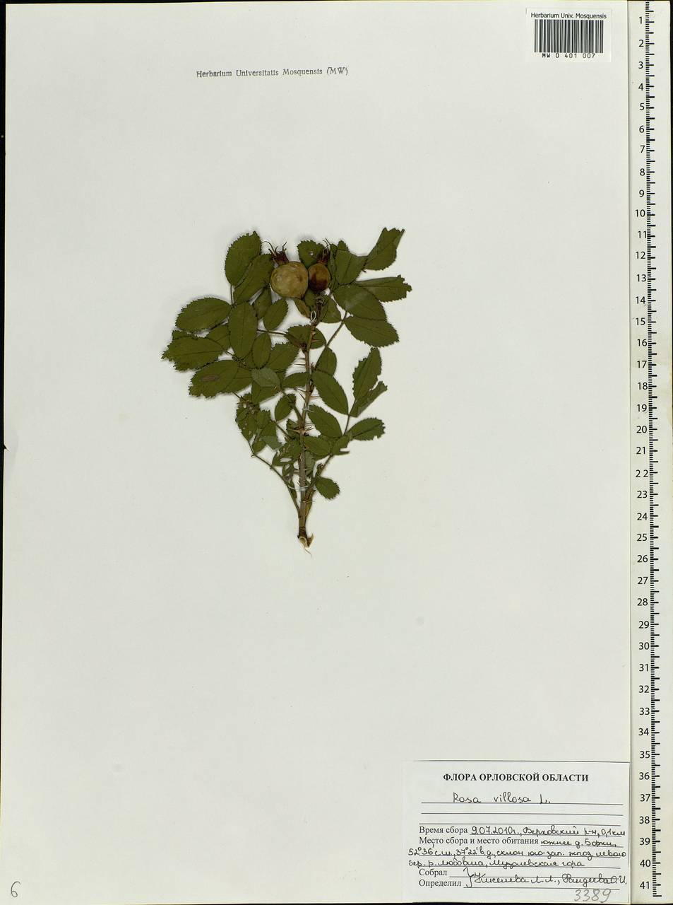 Rosa villosa L., Eastern Europe, Central forest-and-steppe region (E6) (Russia)