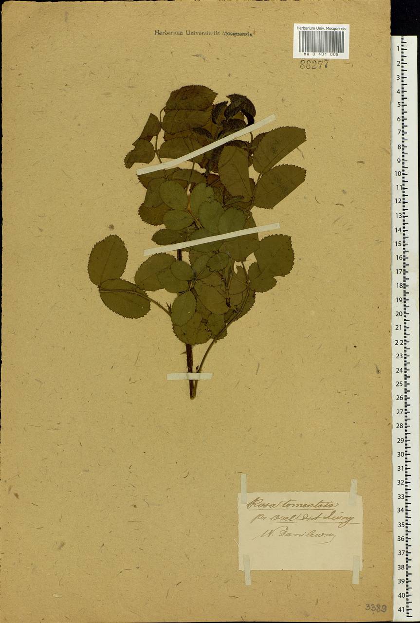 Rosa villosa L., Eastern Europe, Central forest-and-steppe region (E6) (Russia)