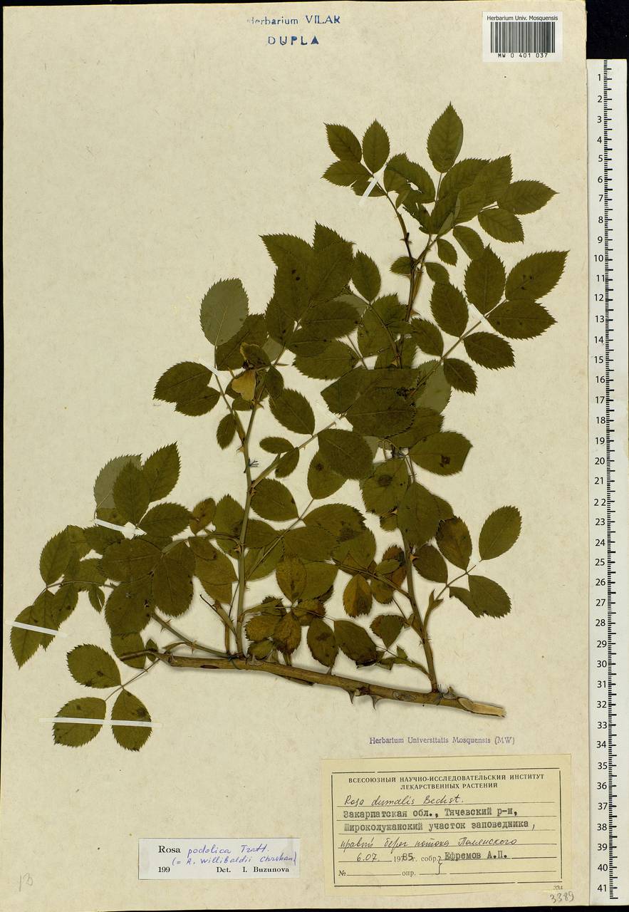 Rosa dumalis Bechst., Eastern Europe, West Ukrainian region (E13) (Ukraine)