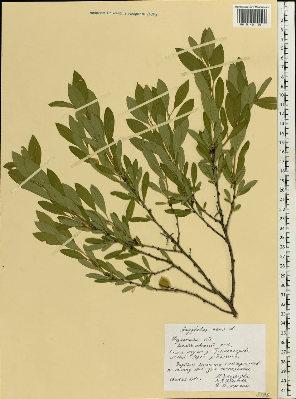 Prunus tenella Batsch, Eastern Europe, Central region (E4) (Russia)