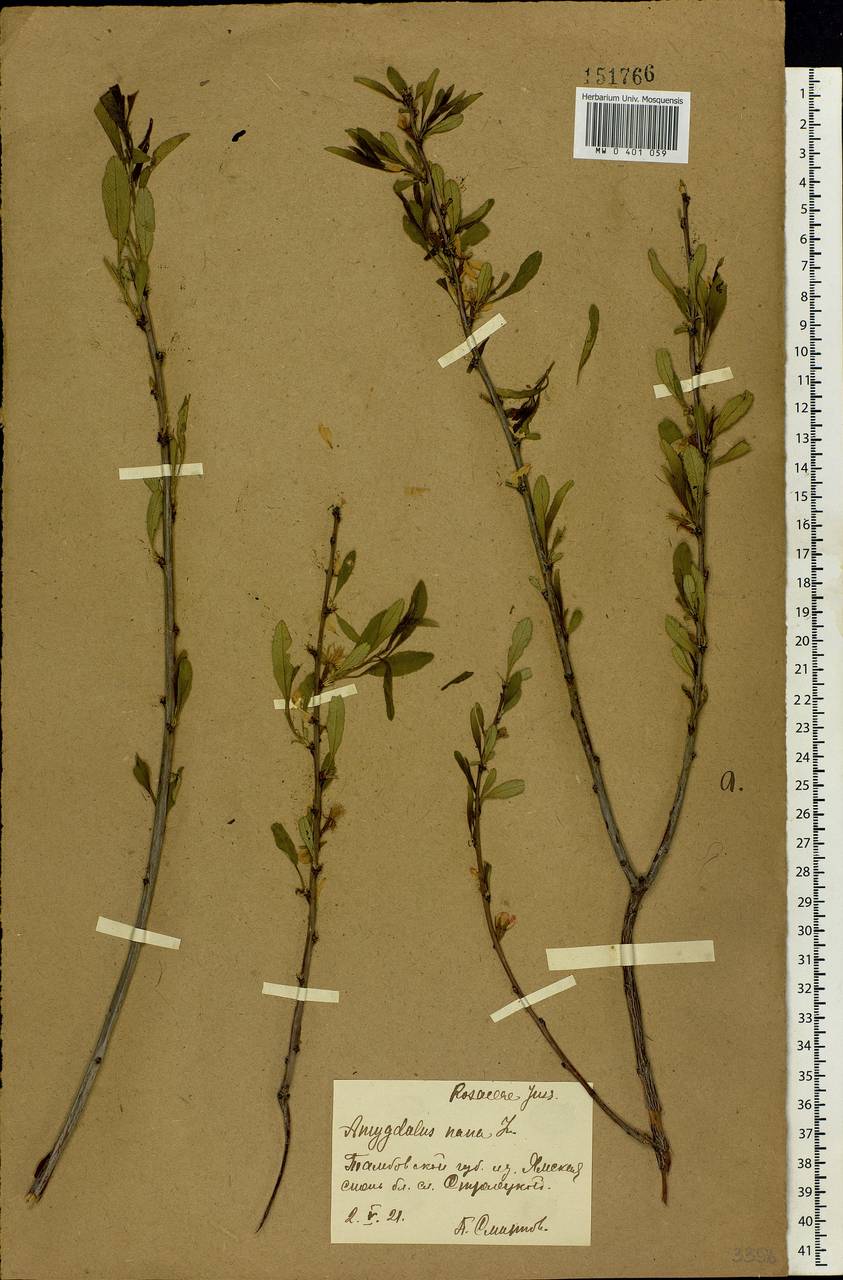 Prunus tenella Batsch, Eastern Europe, Central forest-and-steppe region (E6) (Russia)