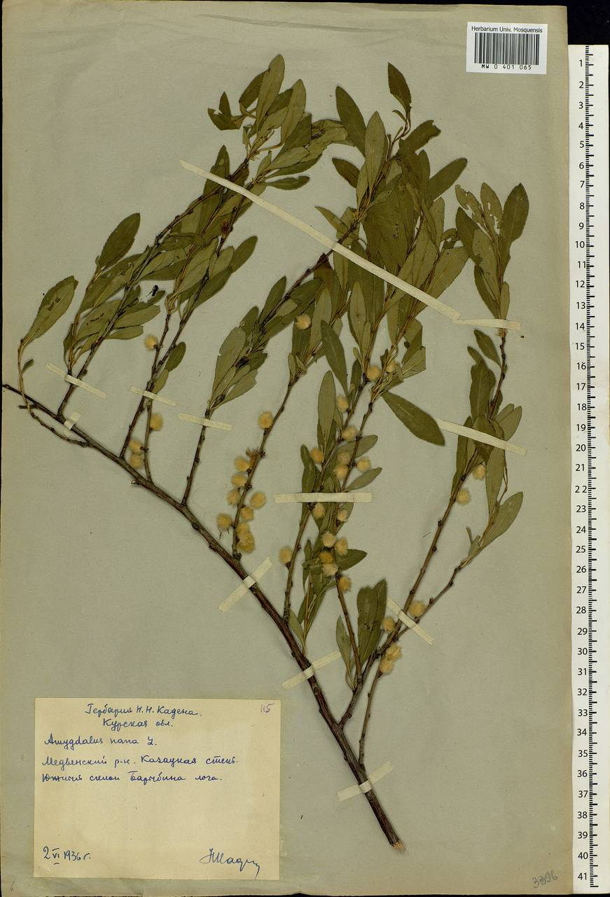 Prunus tenella Batsch, Eastern Europe, Central forest-and-steppe region (E6) (Russia)