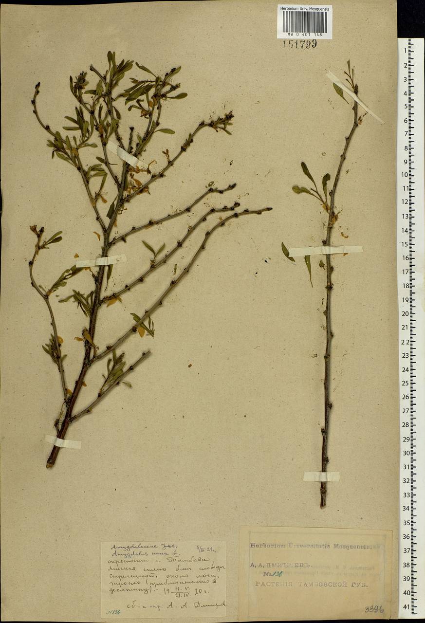 Prunus tenella Batsch, Eastern Europe, Central forest-and-steppe region (E6) (Russia)