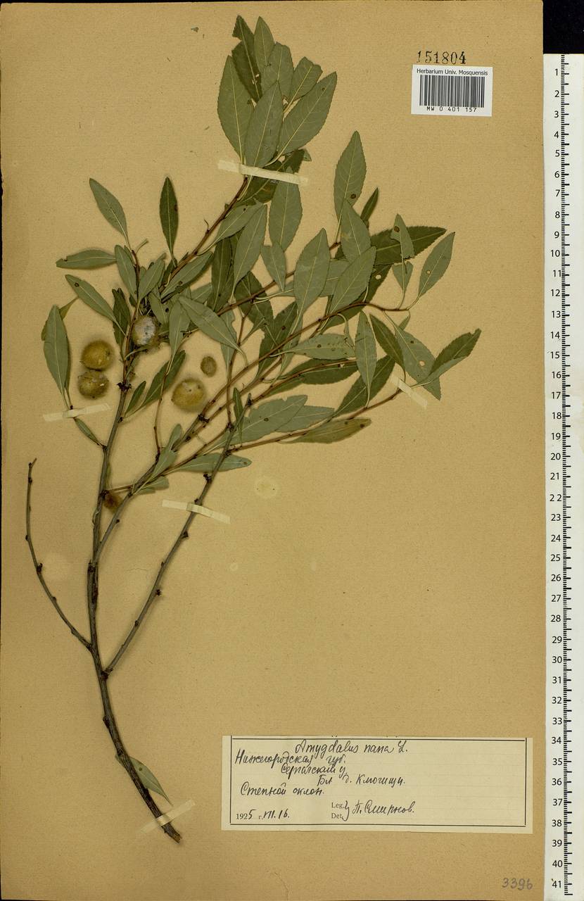 Prunus tenella Batsch, Eastern Europe, Volga-Kama region (E7) (Russia)